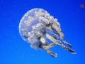 Medúza 2