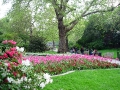 Szent Jakab Park tulipánok