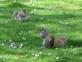 Szent Jakab Park mókusok