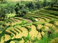 Bali - teraszos rizsföld 04