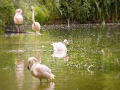 Londoni Állatkert - flamingó