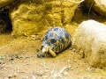 Londoni Állatkert - teknős