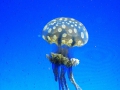 Medúza 1
