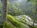 Bali - teraszos rizsföld 01