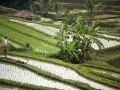 Bali - teraszos rizsföld 02